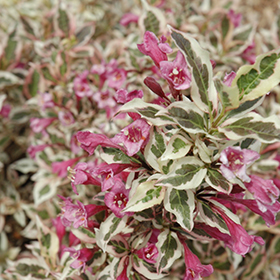 Plant Photo 5