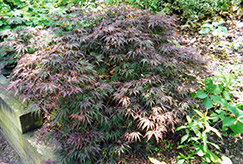 Cutleaf Japanese Maple (Acer palmatum 'Asplenifolium') at Pathways To Perennials