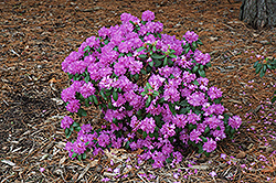 Compact P.J.M. Rhododendron (Rhododendron 'P.J.M. Compact') at Pathways To Perennials