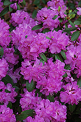 Compact P.J.M. Rhododendron (Rhododendron 'P.J.M. Compact') at Pathways To Perennials