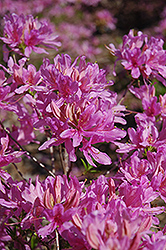 Orchid Lights Azalea (Rhododendron 'Orchid Lights') at Pathways To Perennials