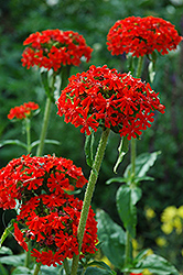 Maltese Cross (Lychnis chalcedonica) at Pathways To Perennials