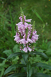 Obedient Plant (Physostegia virginiana) at Pathways To Perennials