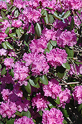 P.J.M. Rhododendron (Rhododendron 'P.J.M.') at Pathways To Perennials