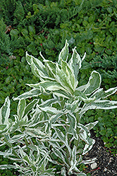 Variegated Obedient Plant (Physostegia virginiana 'Variegata') at Pathways To Perennials