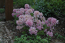 Orchid Lights Azalea (Rhododendron 'Orchid Lights') at Pathways To Perennials