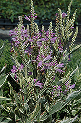 Variegated Obedient Plant (Physostegia virginiana 'Variegata') at Pathways To Perennials