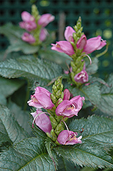 Hot Lips Turtlehead (Chelone lyonii 'Hot Lips') at Pathways To Perennials