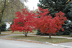 Flame Amur Maple (Acer ginnala 'Flame') at Pathways To Perennials