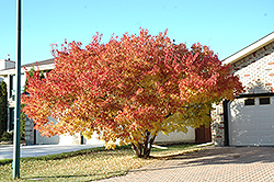 Amur Maple (multi-stem) (Acer ginnala '(multi-stem)') at Pathways To Perennials