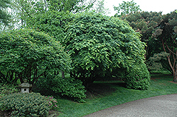 Japanese Maple (Acer palmatum) at Pathways To Perennials