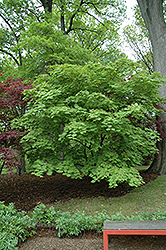 Cutleaf Fullmoon Maple (Acer japonicum 'Aconitifolium') at Pathways To Perennials