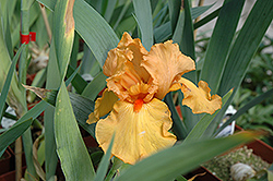 Rave On Iris (Iris 'Rave On') at Pathways To Perennials