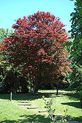 Purple-Leaf Japanese Maple (Acer palmatum 'Atropurpureum') at Pathways To Perennials