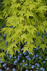 Aureum Japanese Maple (Acer palmatum 'Aureum') at Pathways To Perennials