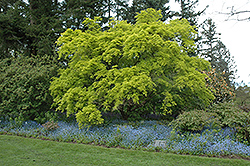 Aureum Japanese Maple (Acer palmatum 'Aureum') at Pathways To Perennials