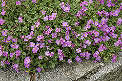 Purple Rock Cress (Aubrieta deltoidea) at Pathways To Perennials