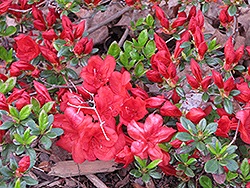 Fireball Azalea (Rhododendron 'Fireball') at Pathways To Perennials