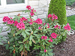 Nova Zembla Rhododendron (Rhododendron 'Nova Zembla') at Pathways To Perennials