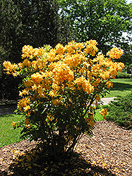 Golden Lights Azalea (Rhododendron 'Golden Lights') at Pathways To Perennials