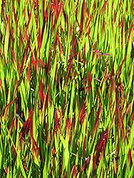 Red Baron Japanese Blood Grass (Imperata cylindrica 'Red Baron') at Pathways To Perennials