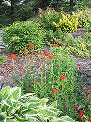 Maltese Cross (Lychnis chalcedonica) at Pathways To Perennials