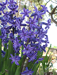 Blue Jacket Hyacinth (Hyacinthus orientalis 'Blue Jacket') at Pathways To Perennials