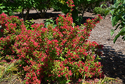 Sonic Bloom Red Reblooming Weigela (Weigela florida 'Verweig 6') at Pathways To Perennials