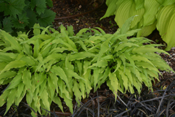 Curly Fries Hosta (Hosta 'Curly Fries') at Pathways To Perennials