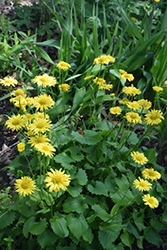 Little Leo Leopard's Bane (Doronicum 'Little Leo') at Pathways To Perennials