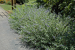 Bluebeard (Caryopteris x clandonensis) at Pathways To Perennials