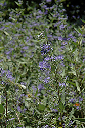 Bluebeard (Caryopteris x clandonensis) at Pathways To Perennials