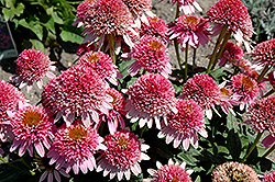 Butterfly Kisses Coneflower (Echinacea purpurea 'Butterfly Kisses') at Pathways To Perennials