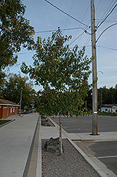 Amur Maple (tree form) (Acer ginnala '(tree form)') at Pathways To Perennials