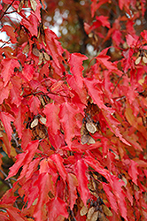 Amur Maple (tree form) (Acer ginnala '(tree form)') at Pathways To Perennials