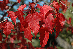 Amur Maple (Acer ginnala) at Pathways To Perennials