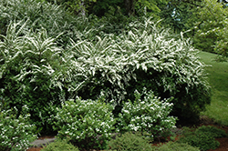 Snowmound Spirea (Spiraea nipponica 'Snowmound') at Pathways To Perennials