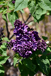 Agincourt Beauty Lilac (Syringa vulgaris 'Agincourt Beauty') at Pathways To Perennials