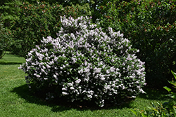 Miss Kim Lilac (Syringa patula 'Miss Kim') at Pathways To Perennials