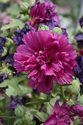 Queeny Purple Hollyhock (Alcea rosea 'Queeny Purple') at Pathways To Perennials