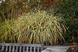 Dixieland Maiden Grass (Miscanthus sinensis 'Dixieland') at Pathways To Perennials