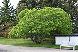 Amur Maple (Acer ginnala) at Pathways To Perennials