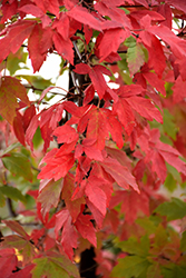 Paperbark Maple (Acer griseum) at Pathways To Perennials
