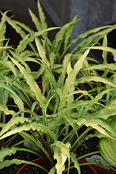 Curly Fries Hosta (Hosta 'Curly Fries') at Pathways To Perennials