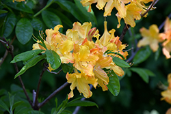 Golden Lights Azalea (Rhododendron 'Golden Lights') at Pathways To Perennials