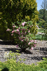 Candy Lights Azalea (Rhododendron 'Candy Lights') at Pathways To Perennials