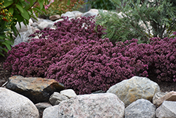 Cherry Tart Stonecrop (Sedum 'Cherry Tart') at Pathways To Perennials