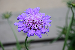 Butterfly Blue Pincushion Flower (Scabiosa 'Butterfly Blue') at Pathways To Perennials