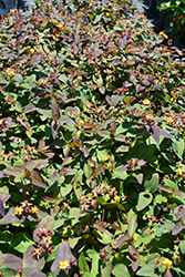Albury Purple St. John's Wort (Hypericum androsaemum 'Albury Purple') at Pathways To Perennials