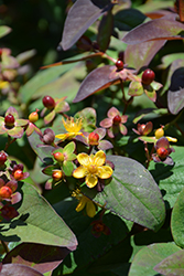 Albury Purple St. John's Wort (Hypericum androsaemum 'Albury Purple') at Pathways To Perennials